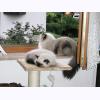w2964 Mika looks out Lilian naps.jpg 221.5K